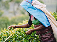 Picking Fairtrade tea