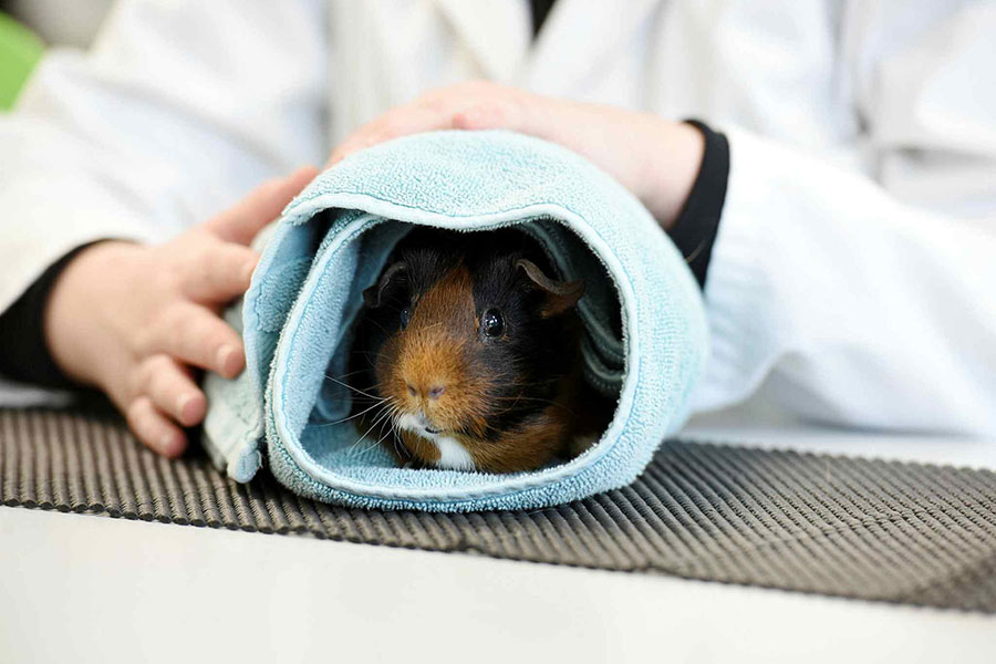 Animal Science and Welfare BSc (Hons) course | Teesside University Animal Science and Welfare BSc (Hons) course | Teesside University