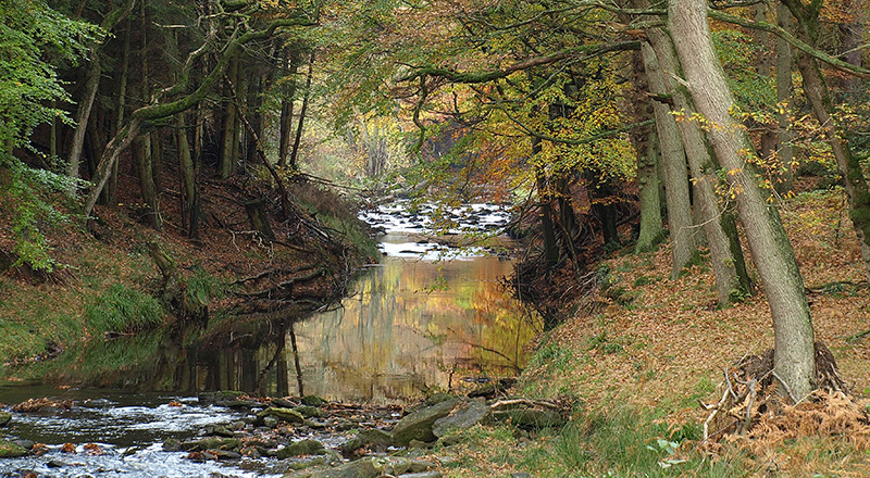 Riparian woodland in autumn near Hawnby Hill 