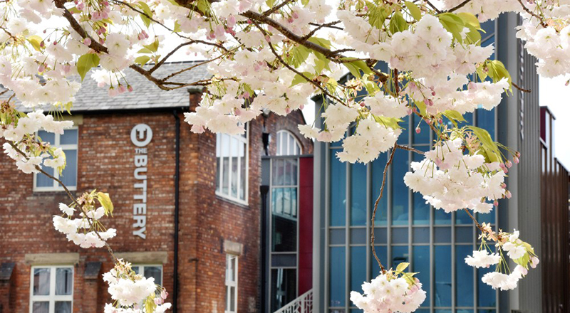 Photograph of The Buttery, with blossom in the foreground  (The Buttery is our dedicated PG space)