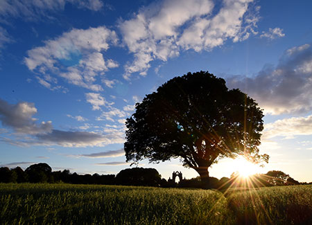 Guisborough Forest