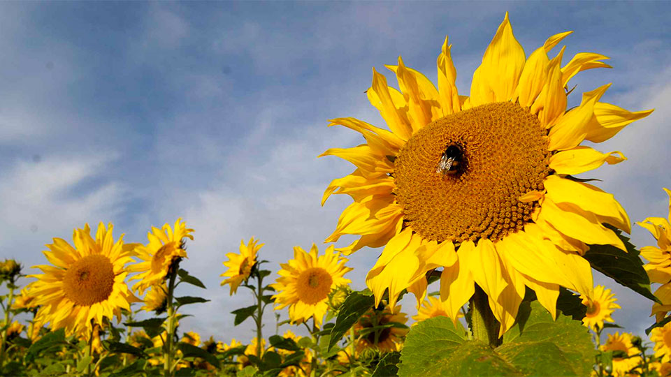 Sunflowers