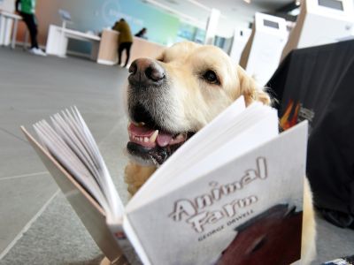 Brengle reading a book. Link to Teesside alumni ‘Go all in’ for World Book Day.