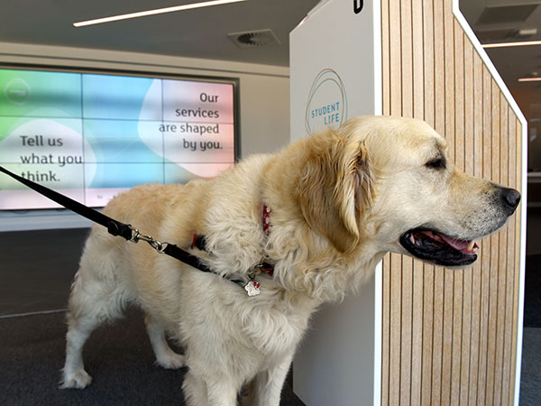 Brengle the therapy dog in the SLB Student Life Building during Teesside Calling, Welcome week, freshers week