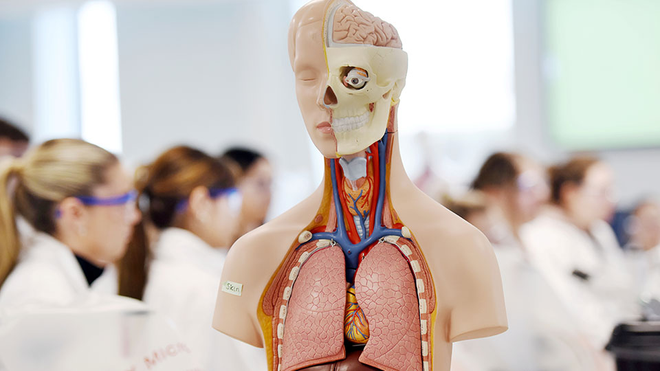 Human anatomy model in a health and wellbeing research lab at Teesside University. Link to Discover health and wellbeing research at Teesside University.