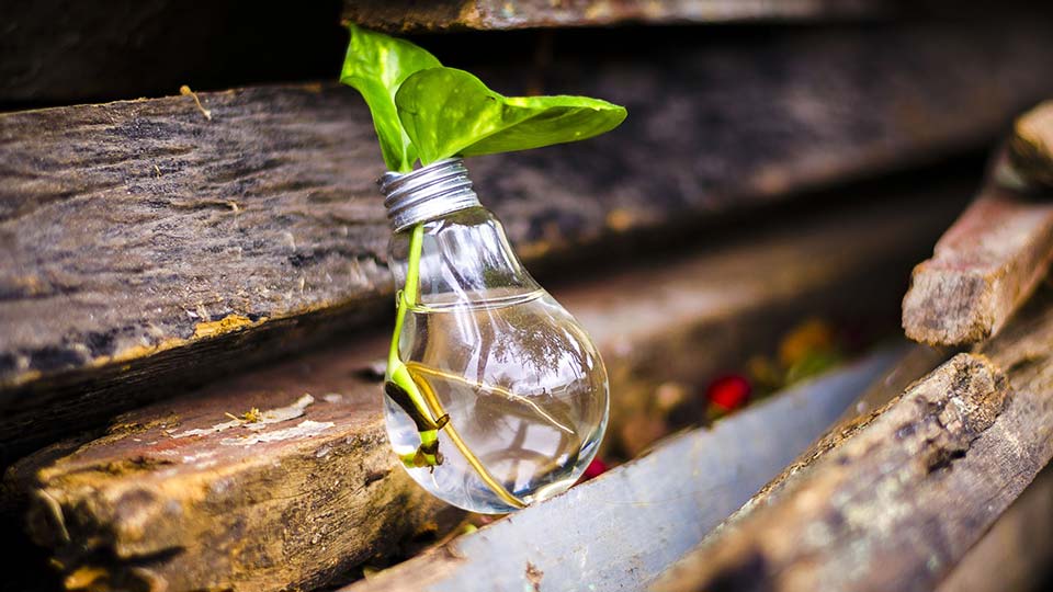  Green-themed light bulb with digital or organic design elements, symbolizing innovation or sustainability.